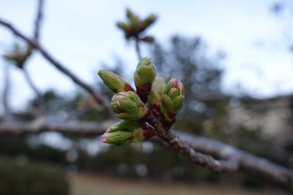 1-01-DSC05911mh.jpg