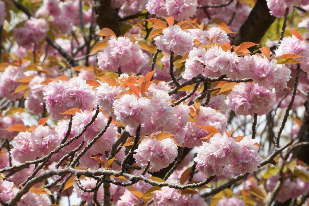 1-02-DSC05080mh.jpg