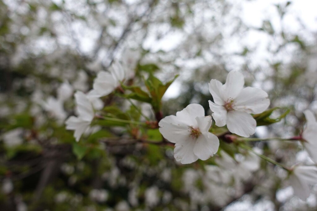 1-02-DSC05965mh.jpg