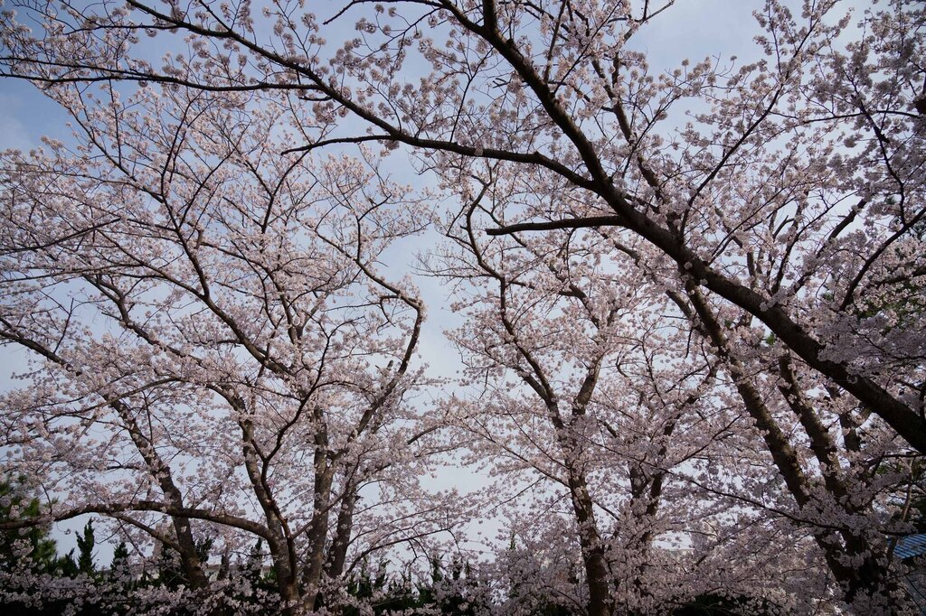 1-03-DSC02267g0mh.jpg