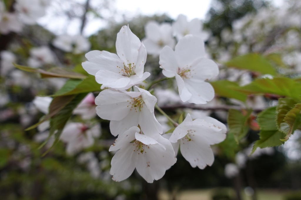 1-04-DSC05970mh.jpg