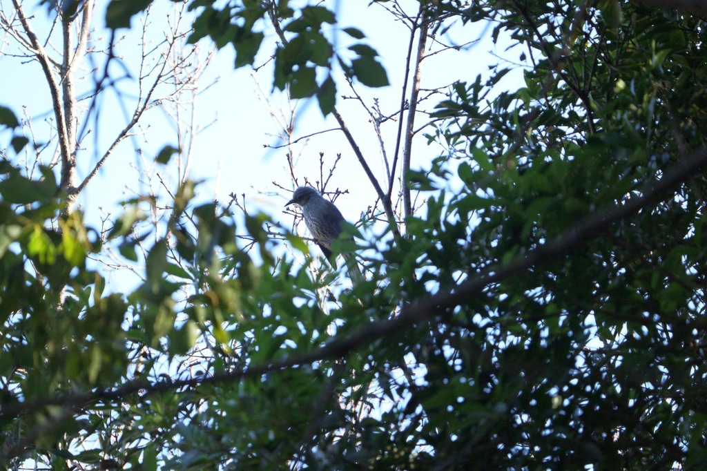 1-05-DSC00679g1mh.jpg