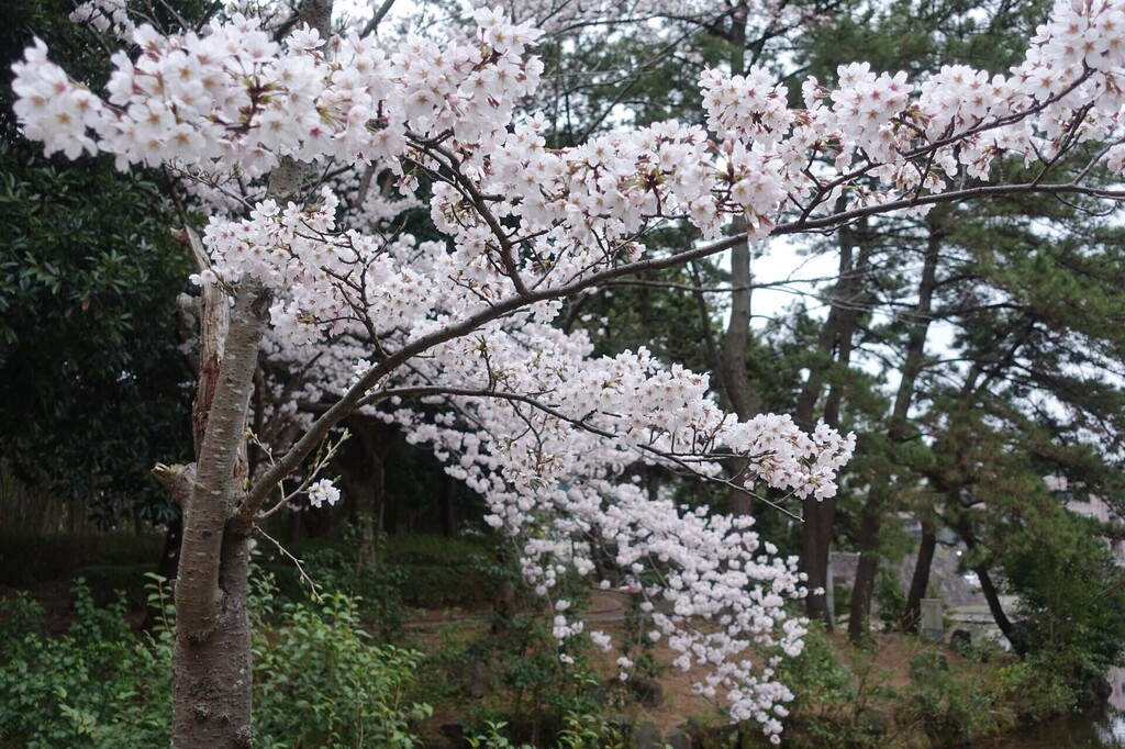 1-05-DSC05988mh.jpg