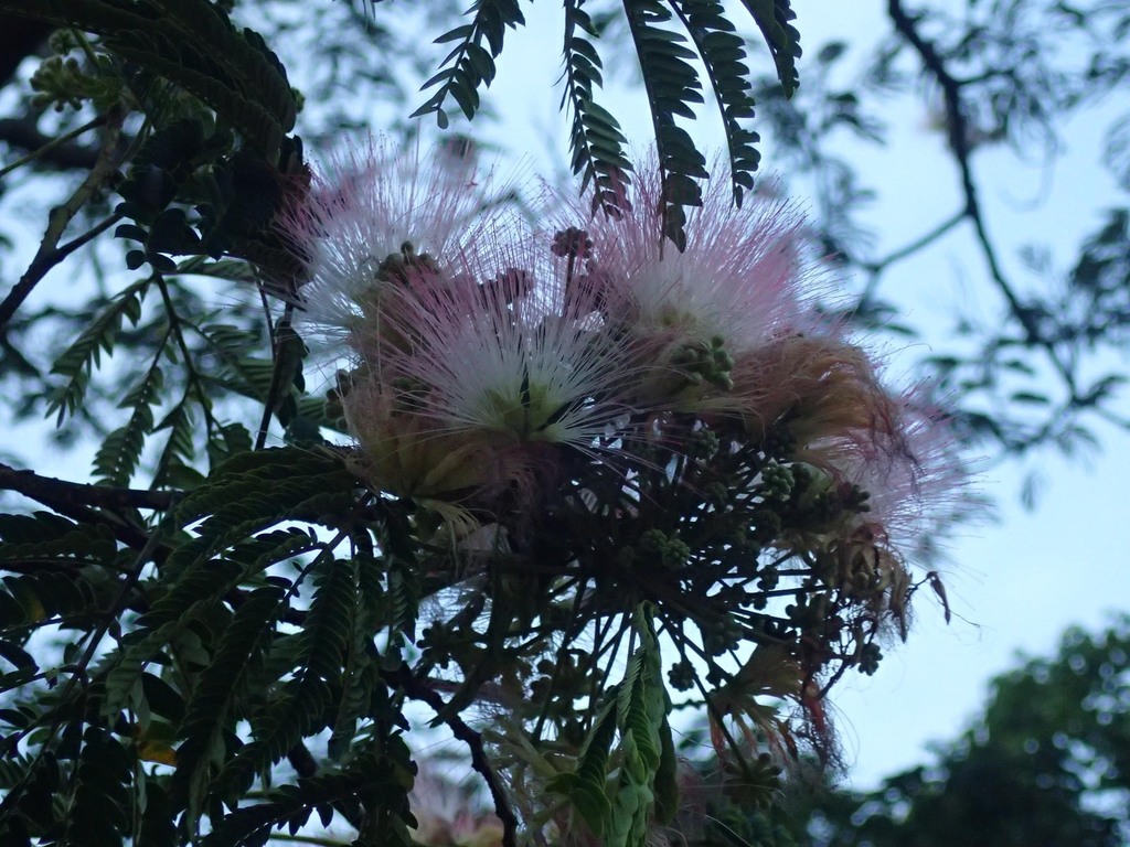 1-05-P8100350mh.jpg