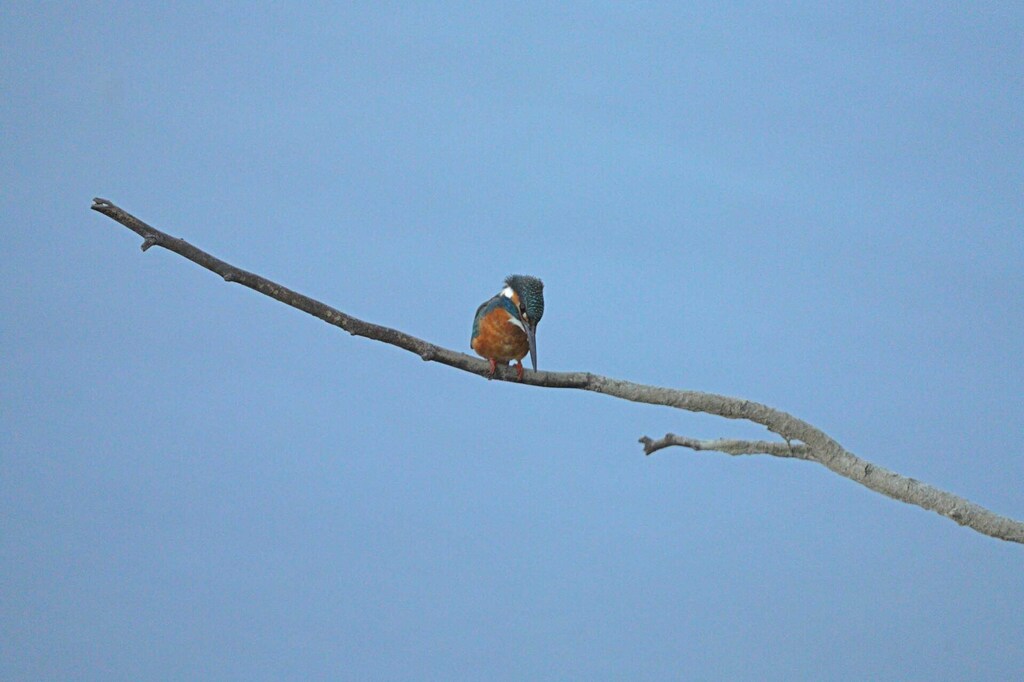 1-06-DSC09770mh2.jpg