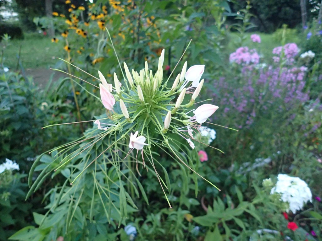 1-07-P8100355mh.jpg
