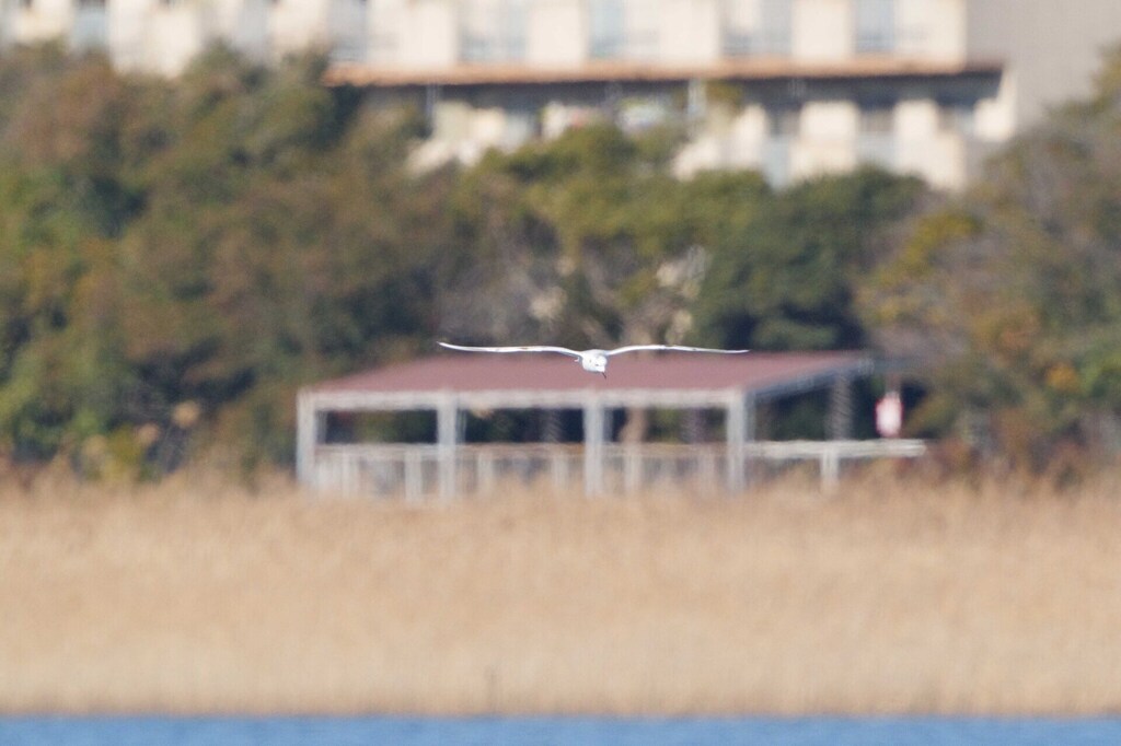 1-09-DSC00706mh2.jpg