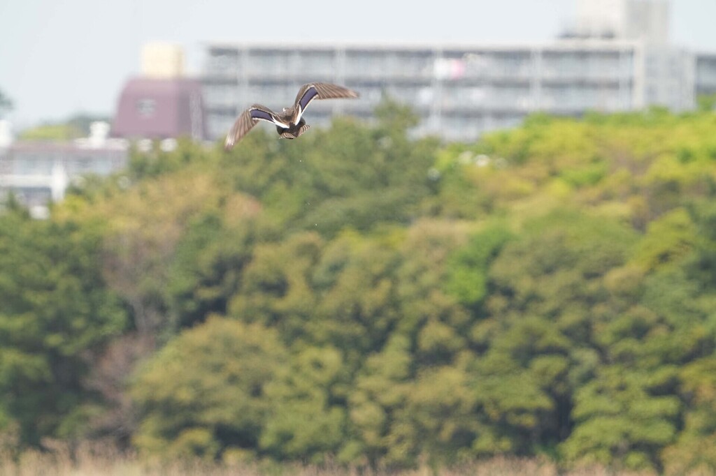 1-10-DSC05128mh.jpg