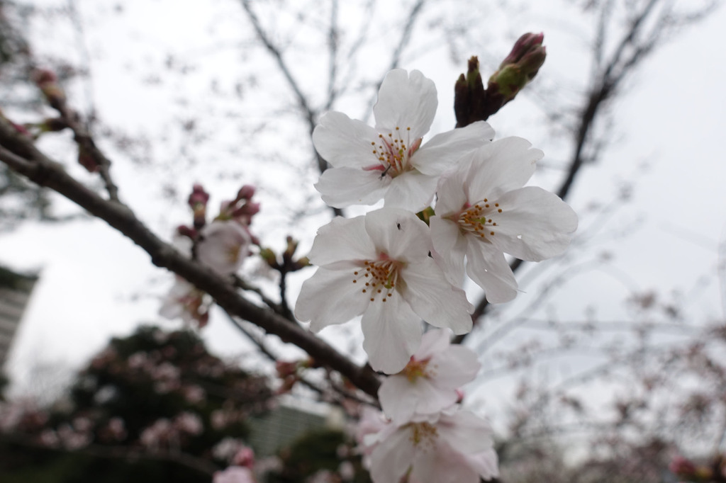 1-10-DSC06007mh.jpg