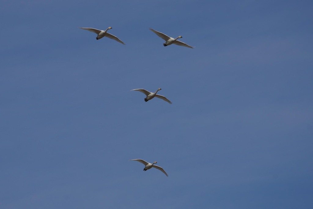 1-10-DSC09239trmh.jpg