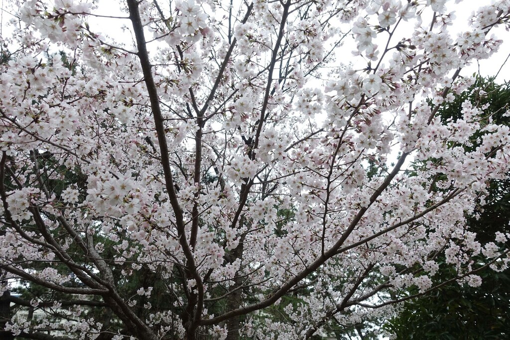 1-11-DSC06009mh.jpg