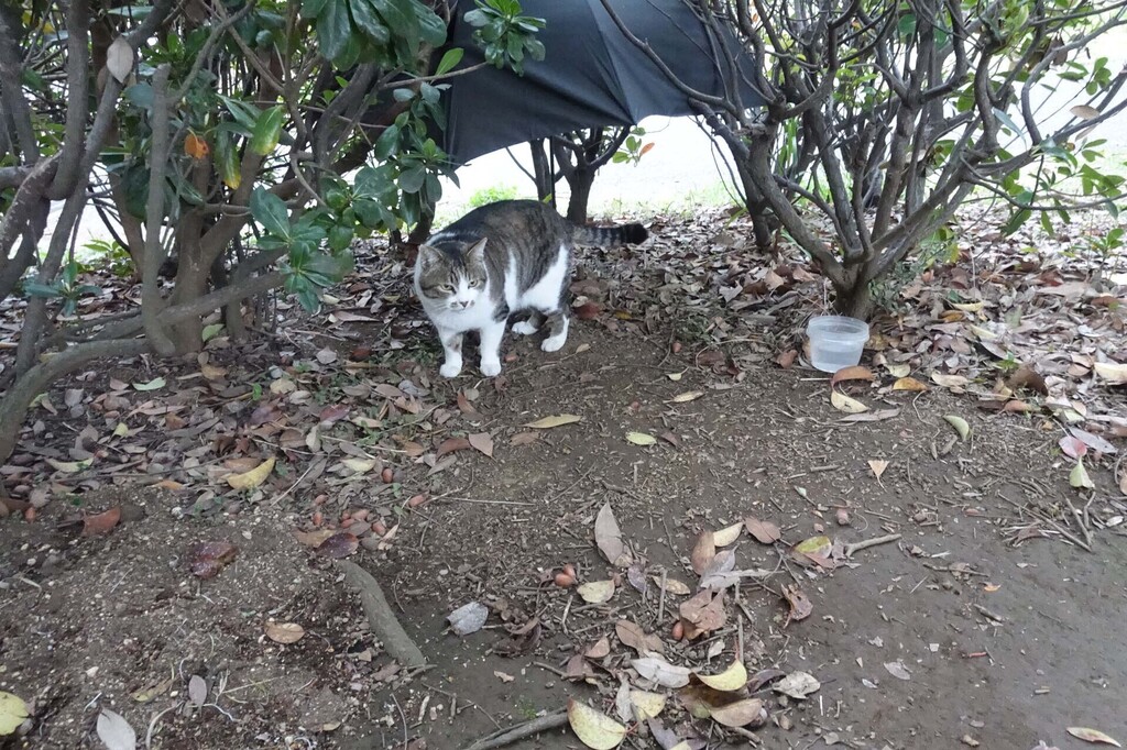 1-15-DSC06010mh.jpg