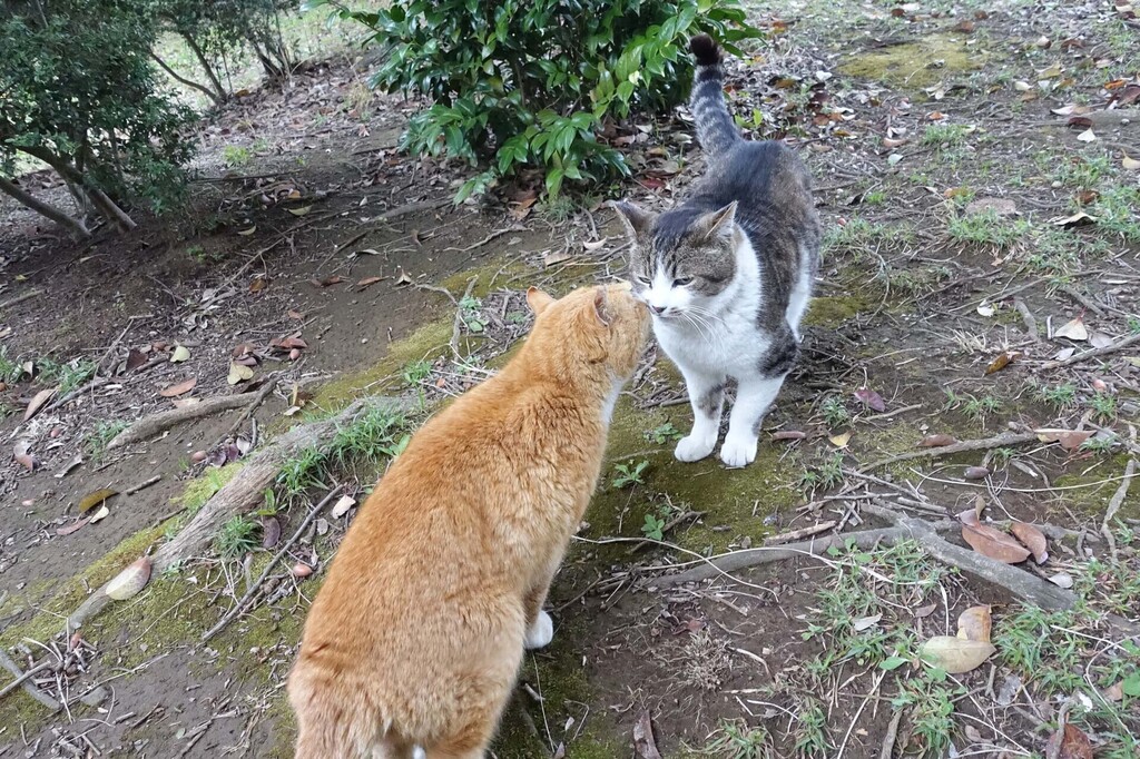 1-16-DSC06015mh.jpg