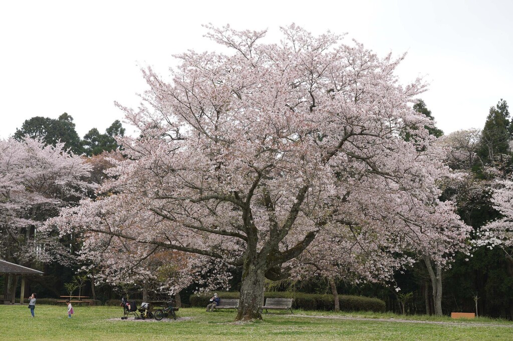 2-05-DSC04316mh.jpg