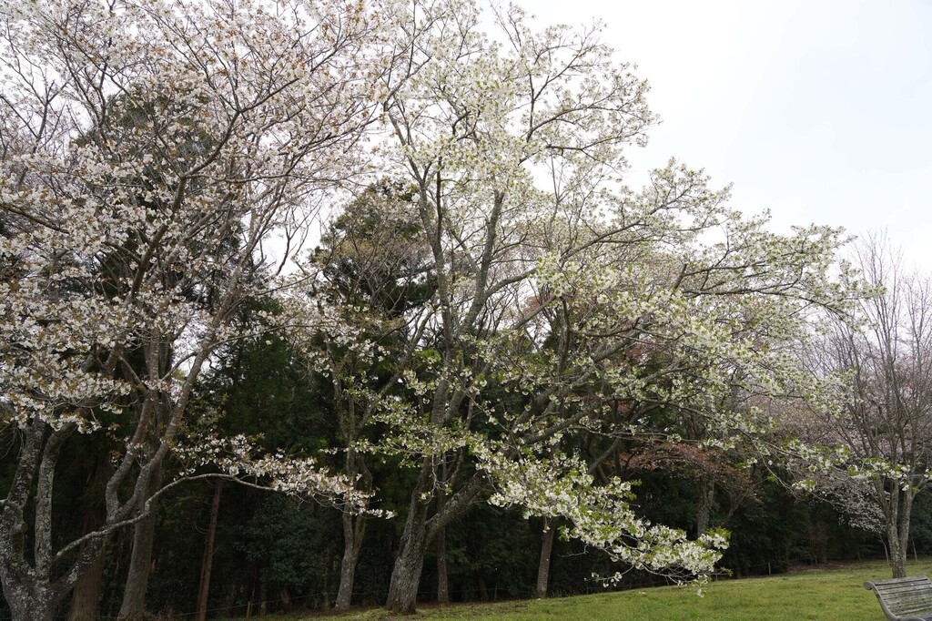 2-06-DSC04318mh.jpg