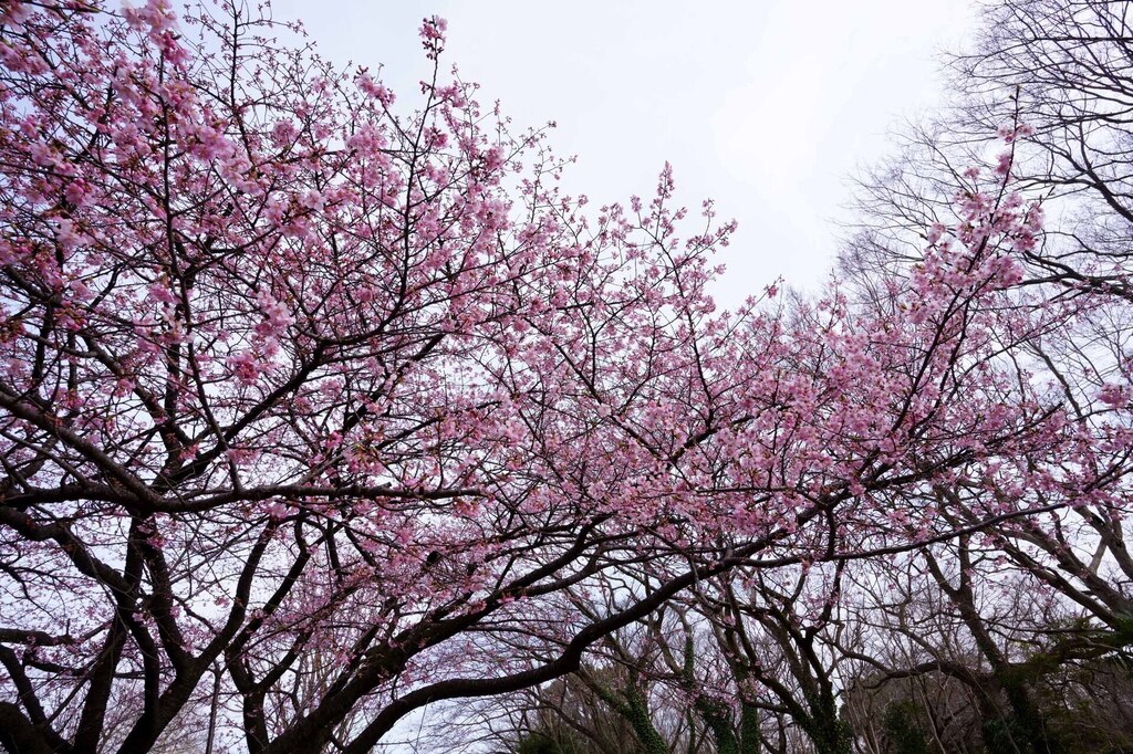 3-08-DSC00122カワズサクラmh.jpg