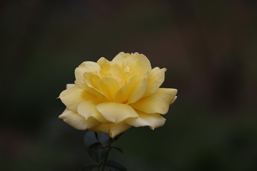 5-08-1I2A0229mh.jpg