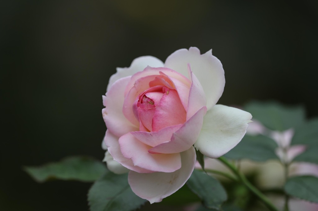 5-12-1I2A0234mh.jpg